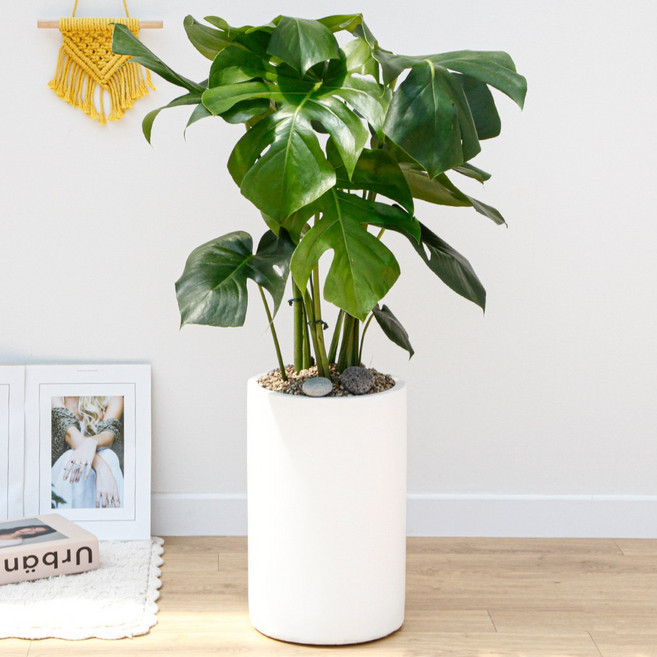 드셀플라워 금전수 중형 집들이 선물 승진 사무실 이전 병원 개원 개업식 축하 화분 배달 당일배송 시멘트, 1개, 9.중형_몬스테라 흰색원형 시멘트