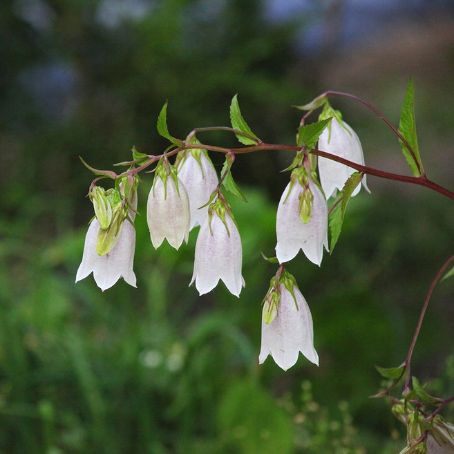 섬초롱꽃 씨앗 소포장 대포장, 1개, 소포장 50립
