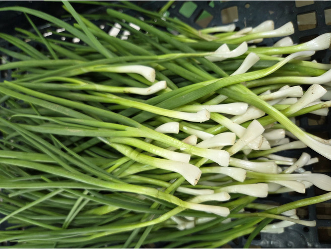 [조이푸드] 국내산 깐쪽파 당일손질 후 하절기 아이스박스발송, 1박스, 1kg