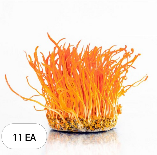 감성먹거리 성재모 동충하초 건초, 50g, 11개