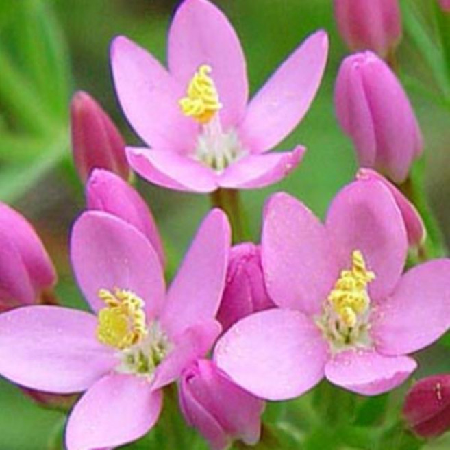 애기용담 노지월동 야생화 모종--9cm포트 세개묶음- DN134