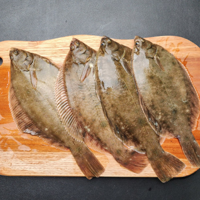 국내산 활 도다리 1kg 횟감 제철 생물 신선 활어 도다리회 매운탕 쑥국용 자연산 수산물, 1박스, 생물 도다리 1kg