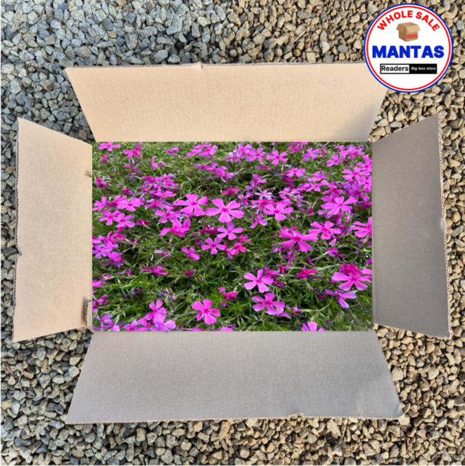 홍설 3치 30개세트 꽃잔디 핑크색 꽃잔디모종, 1개