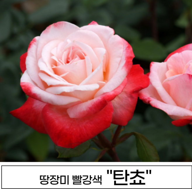 장미나무 3년생 1-2지 독일장미 사계장미 땅장미 정원장미, 1개