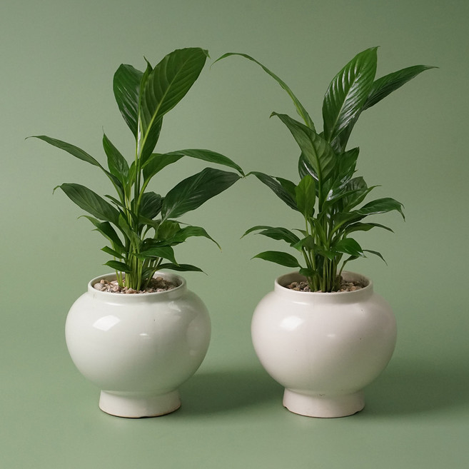 달항아리 화분 38종 식물 분갈이 완제품 인테리어 도자기 화분 행운 재물운 복, 달항아리 민트, 스파티필름