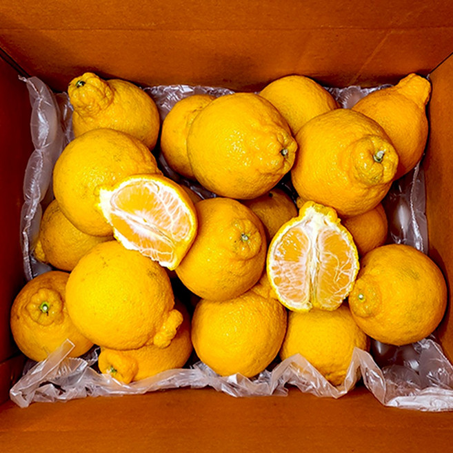 제주직송 만감류 카라향 천혜향 노지한라봉 10kg 초특가 한정물량 정품 가정용 선물용 [아침이슬농원], 1박스, 한라봉 정품 중소과 5kg