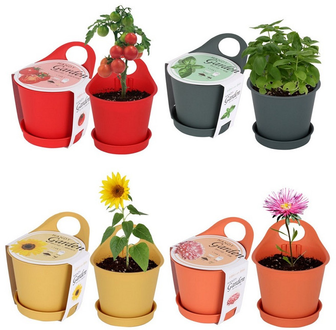 포픽 방울토마토 스위트바질 해바라기 강낭콩 키우기, 핸디가든 - 방울토마토