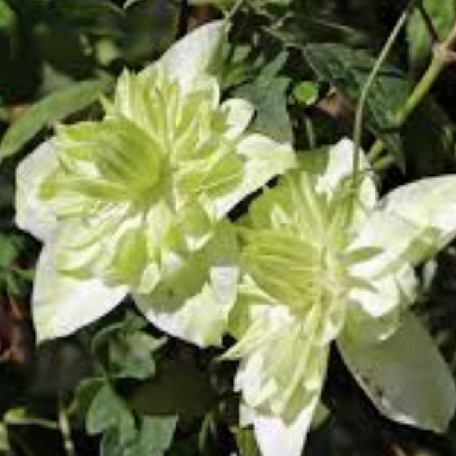 목하원예조경 클레마티스 알바플레나 화이트 겹꽃 리블루밍 포트 묘목 노지월동 정원조경꽃 나무 모종