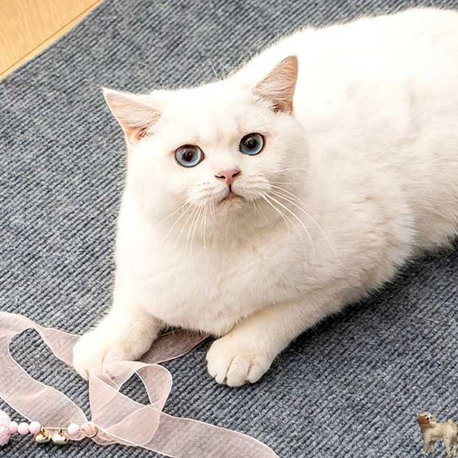 노픽마켓 고양이 스크래치 패드 고양이스크래치, 아이보리