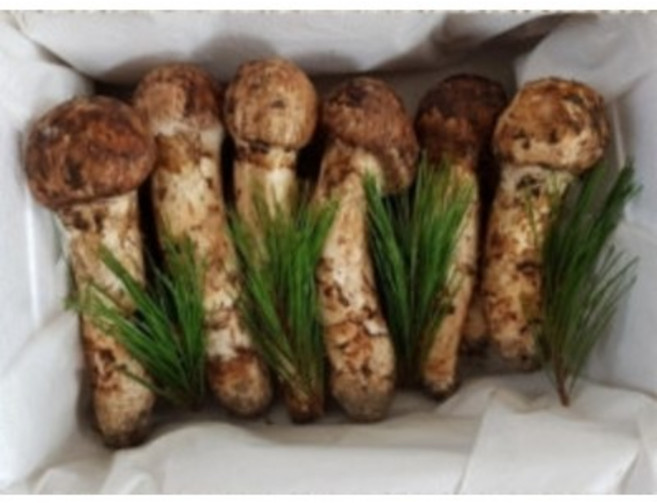 국내산 자연산 송이 버섯 1등품 500g 선물 세트 국산 자연송이 명절 백화점 선물 세트, 최고급 자연산 송이버섯 1등품 1kg, 1개