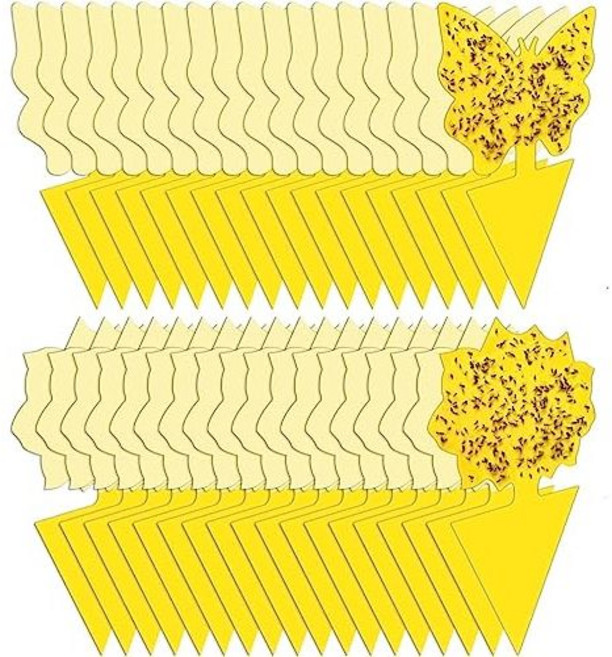 36 Pack Fruit Fly Traps for Indoors Gnat Traps for House Indoor Sticky Traps Fungus Gnats Kille, N/A, 1개