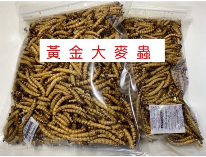 乾燥大麥蟲 麵包蟲乾 南極蝦乾 守宮 蜜袋鼯, 1個, 精緻五合一烏龜主食1000ml