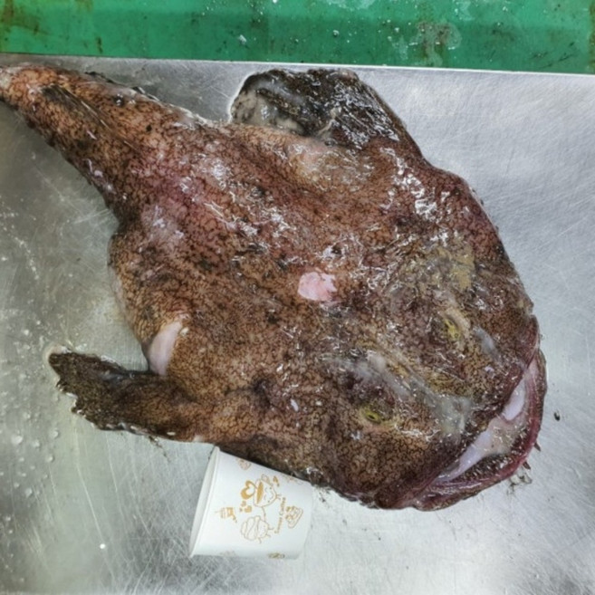 국내산 생물 아귀, 1박스, 손질후 3kg내외