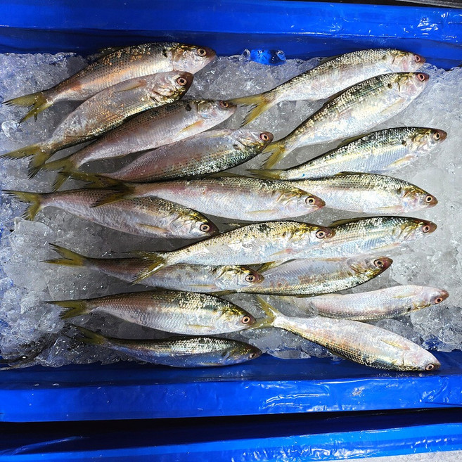 [청담미각] 전남여수 제철전어 단하루 100세트 한정판매 예약필수!씹을수록 고소하고 달큰한 전어살! 전남 여수 바다에서 오늘 잡아 올라온 신선함! 한정수량 예약 지금바로!, 1박스, 1kg1