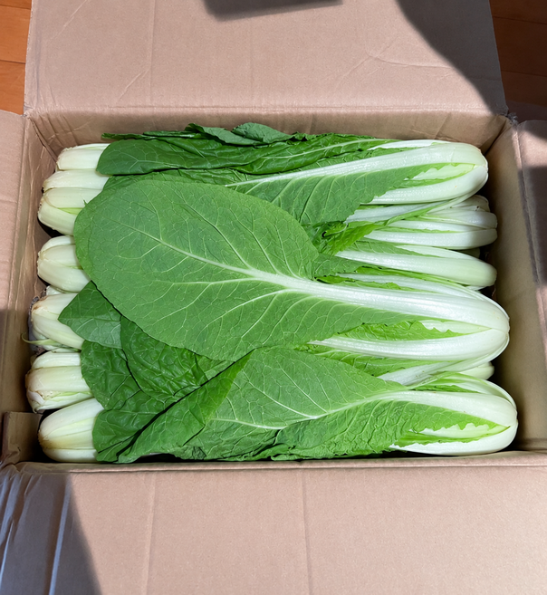 7위 - 야채삼촌 전라도 얼갈이 배추 약 4kg, 얼갈이 4kg, 1개