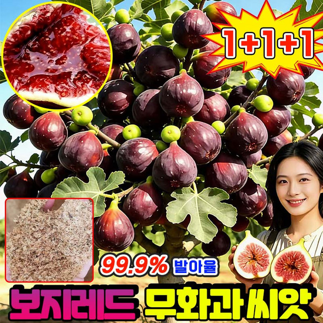 [초보자도OK!] 보지레드 무화과 씨앗 무화과 묘목 신품종 키우기 쉽고 추위에 강한 리톱스 씨앗 Qinchunge, 300개