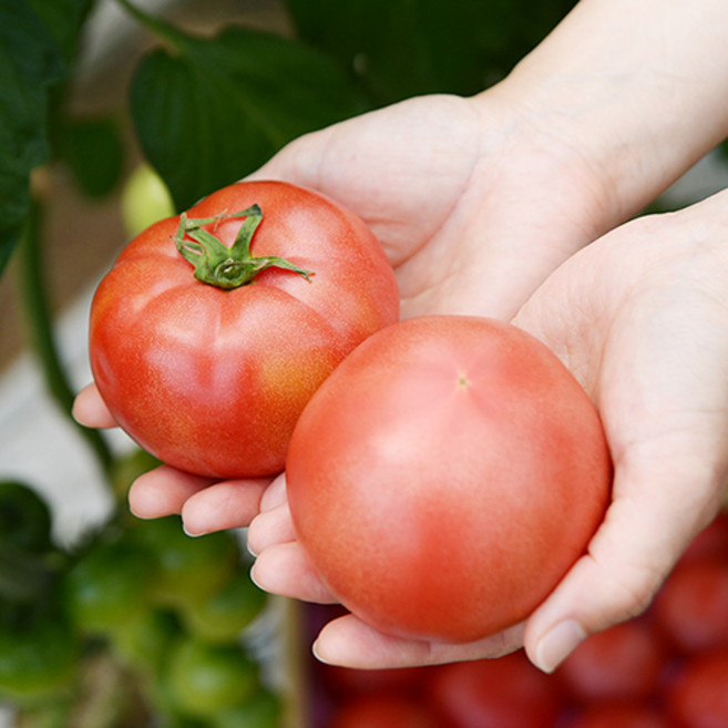 햇 완숙 찰토마토, 5kg (M~2S) / 개당 평균 100~170g, 1개