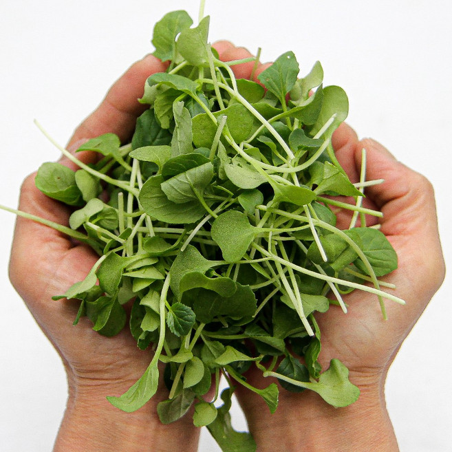 국내산 무농약 베이비 채소 청경채 250g 당일수확 샐러드야채 새싹채소, 베이비 청경채 250g