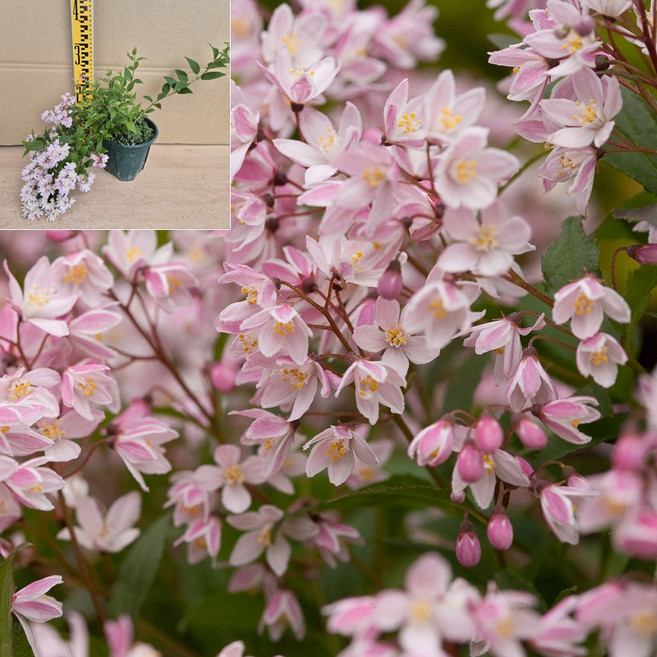 말발도리나무 -분홍말발도리 (유키체리블라썸) 5치화분, 분홍색, 1개