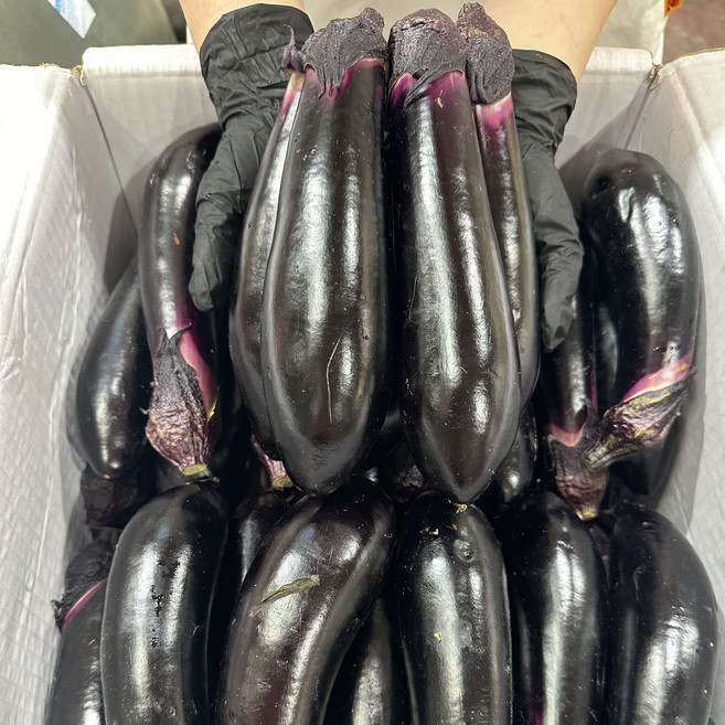 국내산 가지 특A급, 1개, 2kg