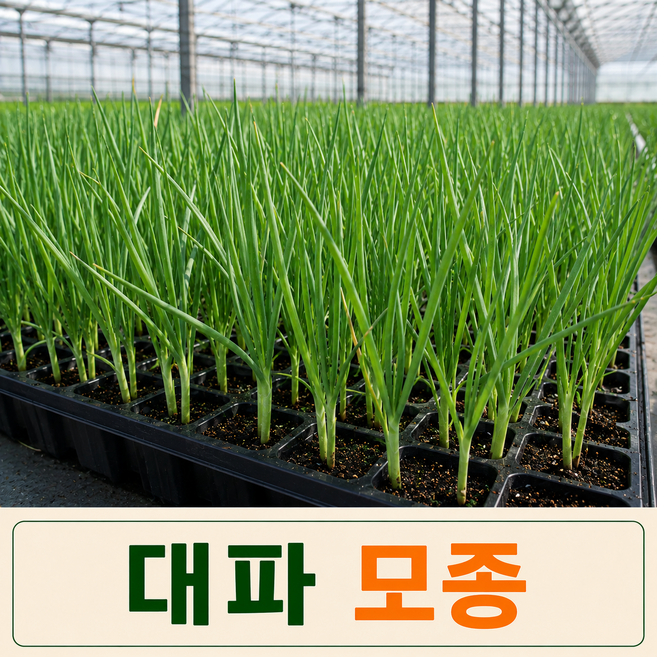 [팜톡톡 직영] [대파 모종 5주] 싱싱한 파모종 텃밭 베란다 주말농장 화분 재배용 채소모종, 5개