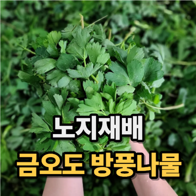 [돌산총각] 산지직송 금오도 방풍나물 노지재배, 2kg, 1박스