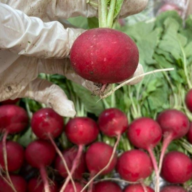 방울무 레디쉬 (500G) Radish 레디시 래디시, 1개, 500G, 국내산