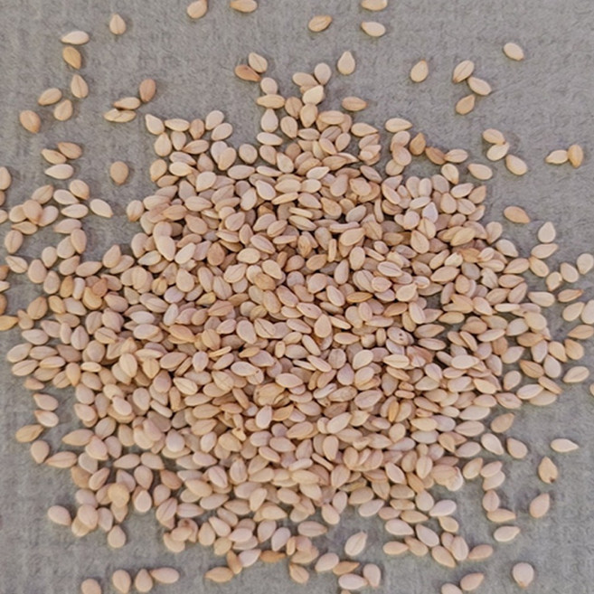 [다온농산] 수입 인도산 생참깨 -3Kg- 저렴한 가격, 3kg, 1개