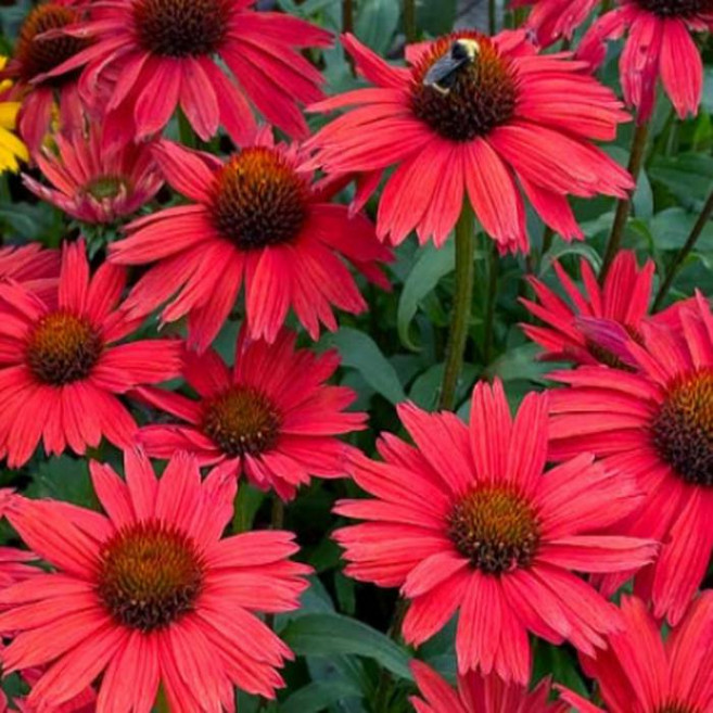 에키네시아 모종 (키스메레드)(노지월동 14cm포트 두개묶음 HK938