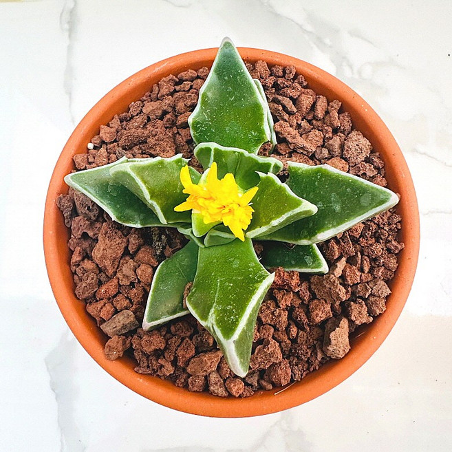 미파 농장직송 산아래 다육이 생명력최고 키우기쉬운 공기정화 전자파차단 하월시아 다육 식물 선인장, 1개, 럭셔리