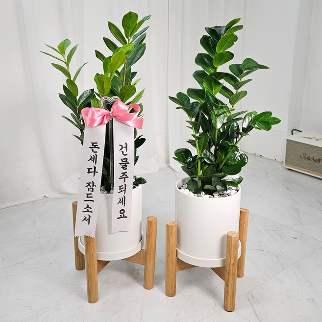 앤드플라워 택배발송 공기정화식물 실내 개업식화분 중형 화분세트 + 우드스탠드 + 리본글씨 + 식물가이드 금전수 몬스테라 승진 집들이 축하 화분 배달 꽃배달, 01.금전수(47cm)우드스탠드, 1개