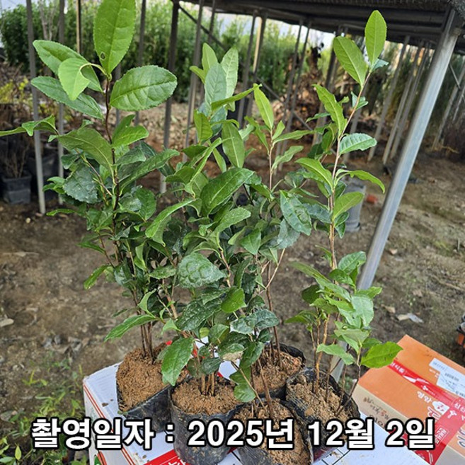 착한가격 나무생각 / 녹차나무 / 실생5년 / 포트묘, 1개, 녹차