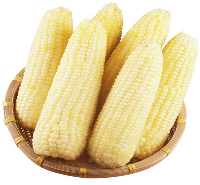 [간편조리] 쫀득고소 삶아급냉한 백찰 옥수수, 1박스, 20개 특대