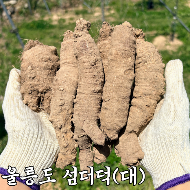 울릉도 더덕 산더덕, 1개, 1k(대)