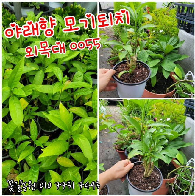 야래향 야레향 모기퇴치 신상품220701일 특 랜덤 공기정화식물/미세먼지/공기정화효과 공기정화식물, 1개