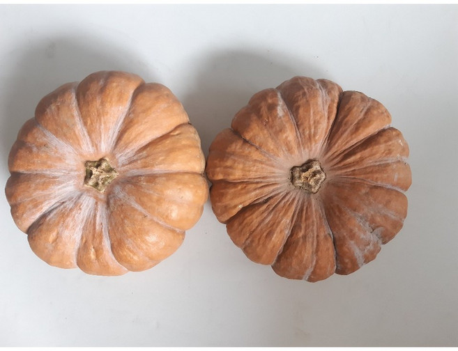 국내산 늙은호박 3kg 6kg 10kg, 1개