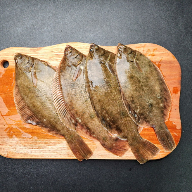 당일조업 국내산 활 도다리 생물, 3개, 1kg