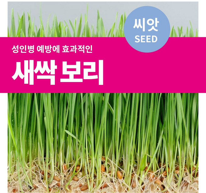 마이플랜트 새싹 보리 씨앗, 12g, 1개
