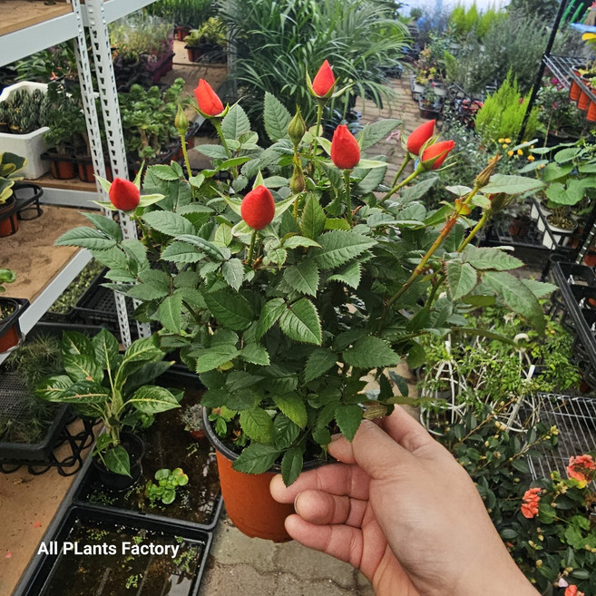 미니장미(소품) 단품(1포트)색상랜덤 사계장미 꽃피는식물 장미화분 10, 1개, 색상랜덤