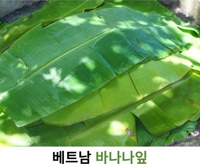 베트남 생 바나나잎 1kg 5kg 10kg 가정용 업소용 대용량 샬롯 동남아식재료 바나나 리프 바나나 생잎, 1개