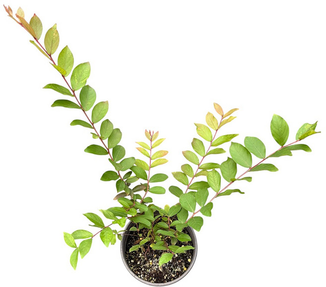 세종식물원 신품종 왜성배롱나무 연귀비 120L포트 꽃나무