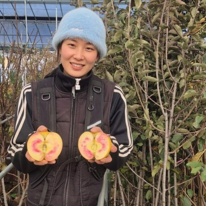 사과나무 문루즈 속빨간후지 부사 나가노신구 3년생, 1개, 문루즈3년생이중접