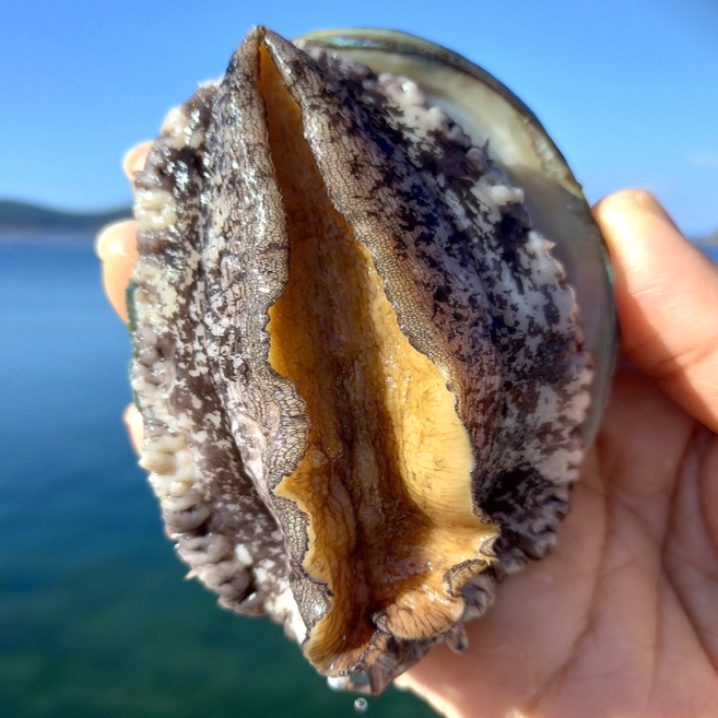 프리미엄 직거래 완도 활 전복 1kg, 1개, 대왕 특대사이즈 전복 6~7미