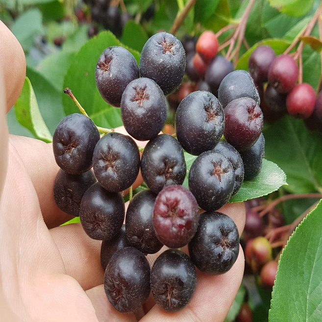 국산 고창 줄기 꼭지제거 아로니아 생과 냉동 생아로니아 열매, 1박스, 1kg(특 줄기제거)