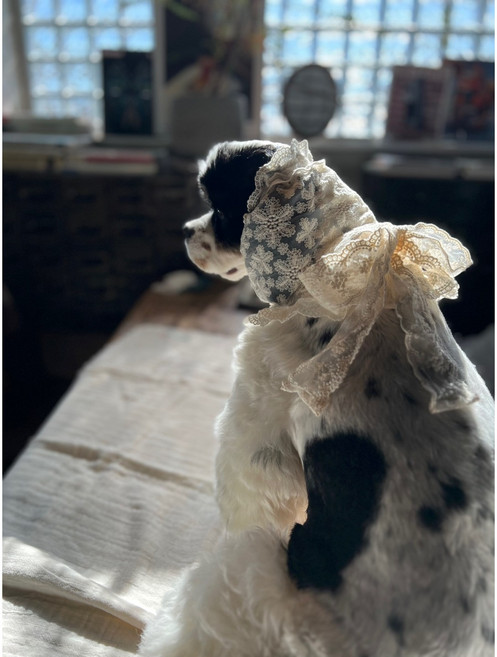 애견용 멋내기 스누드, 아이보리, 1개