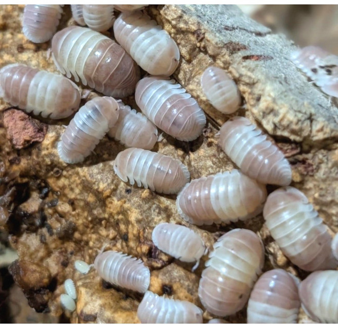[안전포장] 엔비 등각류 쥐며느리 기본형 키우기 세트 5마리 분해생물 장수풍뎅이 사슴벌레 친구, 1세트, 쿠바리스 판다킹(핑크)