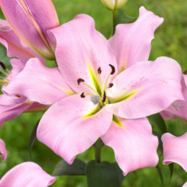 광일농원 백합화분(연핑크) 2주 묶음, 2개, 연핑크