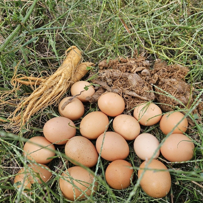 홍삼먹은 자연방사 토종닭이 낳은 난각1번 유정란, 1개, 20구