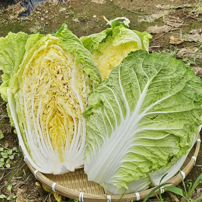 채가원 "특가세일" 직접 절여 더 맛있는 김장용 해남 절임배추 산지직송 예약배송 국내산 배추 당일절임, 도착 희망일 지정(김장하기 전날), 1박스, 10kg