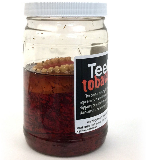 HEALTH EDCO USA 79123 담배속의 치아 금연교육 흡연예방교육, 1개